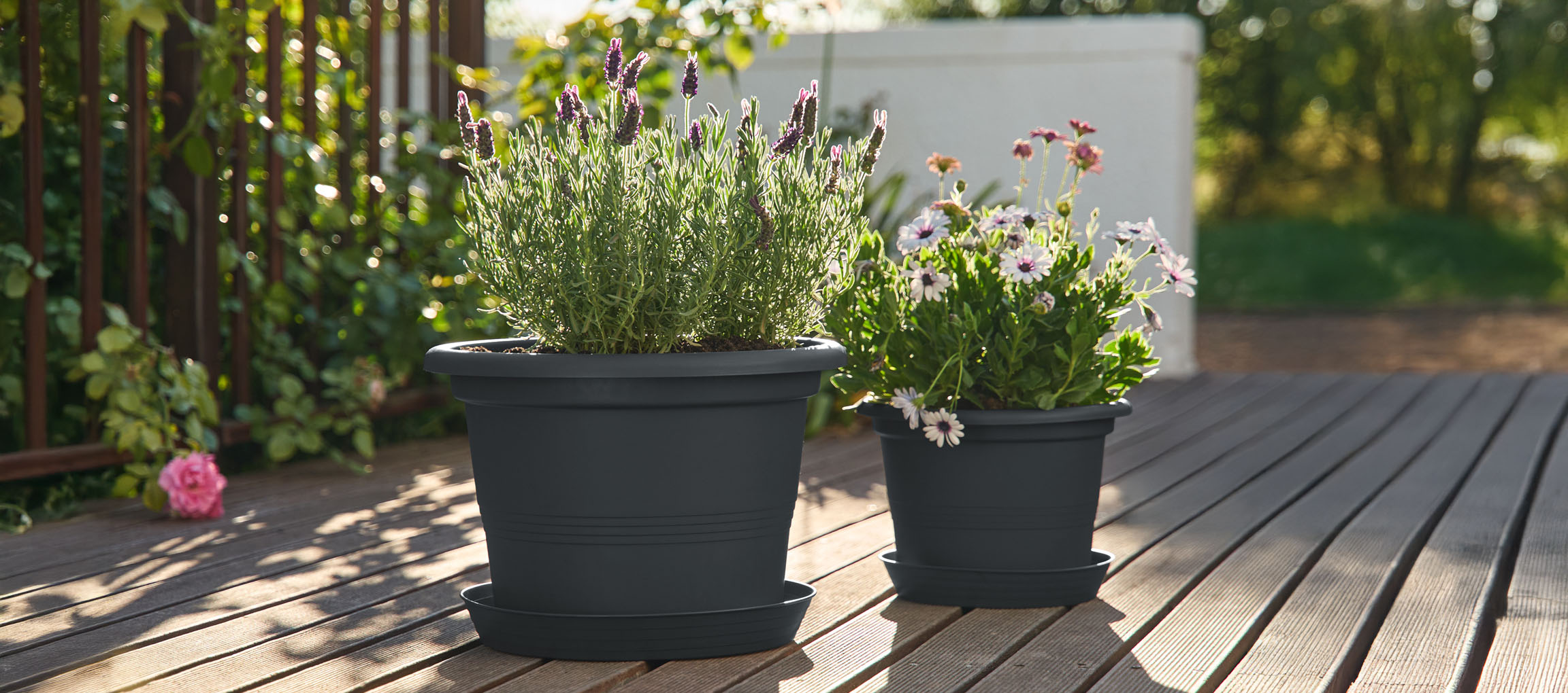 Two dark grey planters with lavender and white flowers on a wooden deck in sunlight.